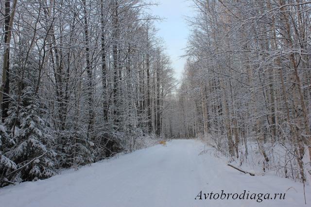 Еловый мыс зимой окрестности поселка Палкино Екатеринбург