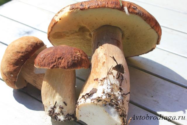 Белый гриб, Боровик